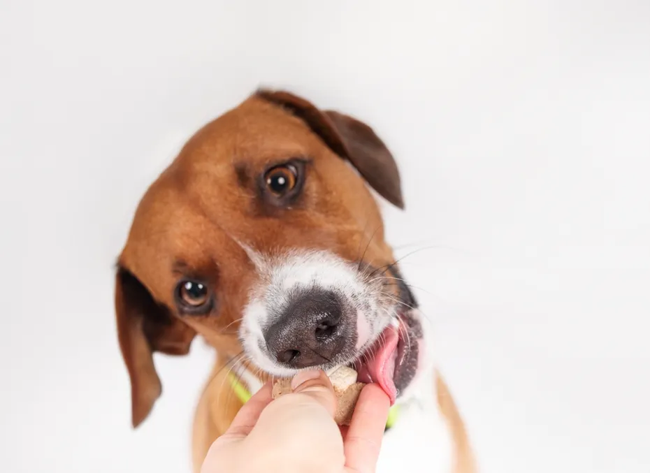 dog eating medicine tablet hidden in a treat from owner's hand