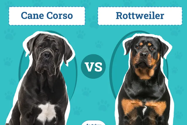 Cane Corso vs Rottweiler: Which to Choose? (With Pictures)