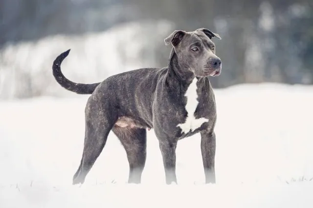 Grey Pitbull: Info, Pictures, Origin & History