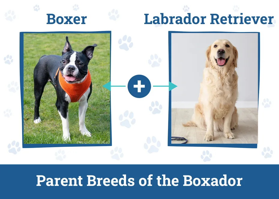 Parent Breeds of the Boxador