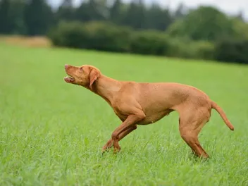 Do Vizslas Bark a Lot? How Much & How to Stop It