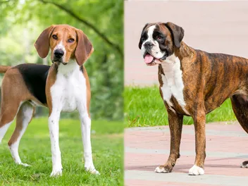 American Foxhound Boxer Mix Dog Breed: Info, Pictures Care & Facts