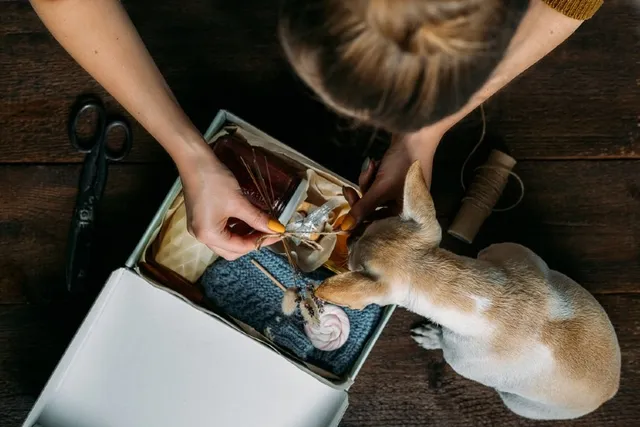 7 BarkBox Dog Subscription Alternatives: 2026 Comparison & FAQ