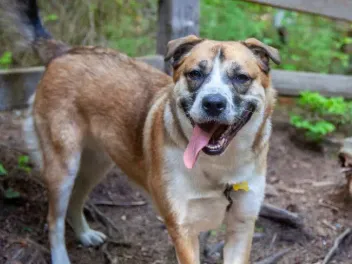 Saint Berhusky (St Bernard Husky Mix): Info, Pictures & Care Guide