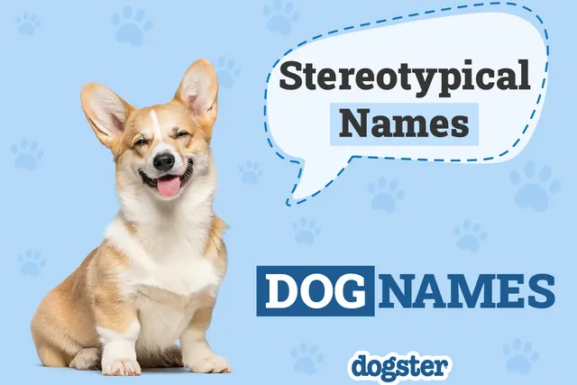 230 Stereotypical Dog Names: Most Classic & Common Options