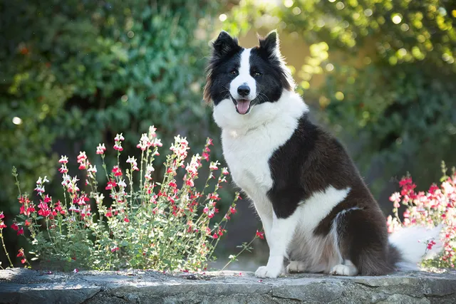 Finnish Lapphund Dog Breed: Info, Pictures, Care & Traits