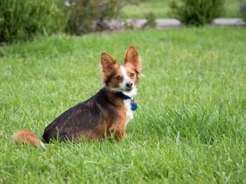 Papastzu (Papillon & Shih Tzu Mix) Dog Breed: Info, Pictures & Care Guide