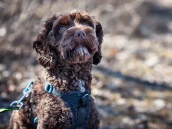 Chocolate Goldendoodle: Info, Pictures, Origin & History