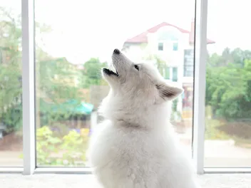 Why Do Dogs Howl When You Howl? 5 Common Reasons