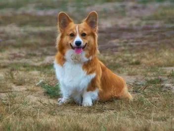 Why Do Corgis Have Short Legs? Breed Anatomy & Facts