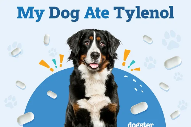 My Dog Ate Tylenol (Acetaminophen): What Should I Do? Vet-Approved Advice