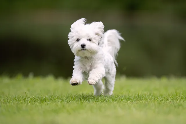 17 West Highland White Terrier Mixes (With Info & Pictures)