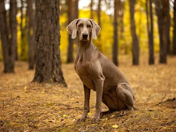 20 Weimaraner Pros & Cons: Info, Characteristics & More
