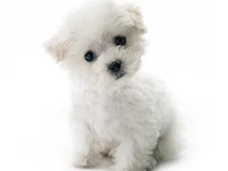 Teacup Bichon Frise Dog Breed: Info, Pictures, Temperament & Traits