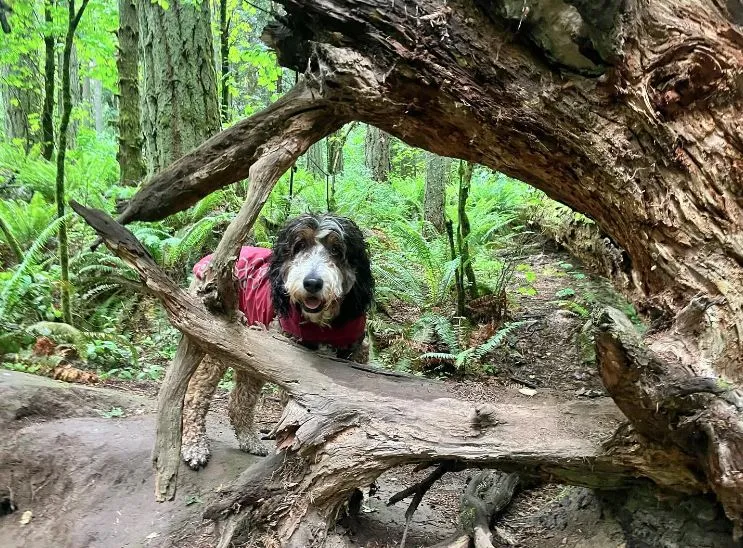Powell Butte