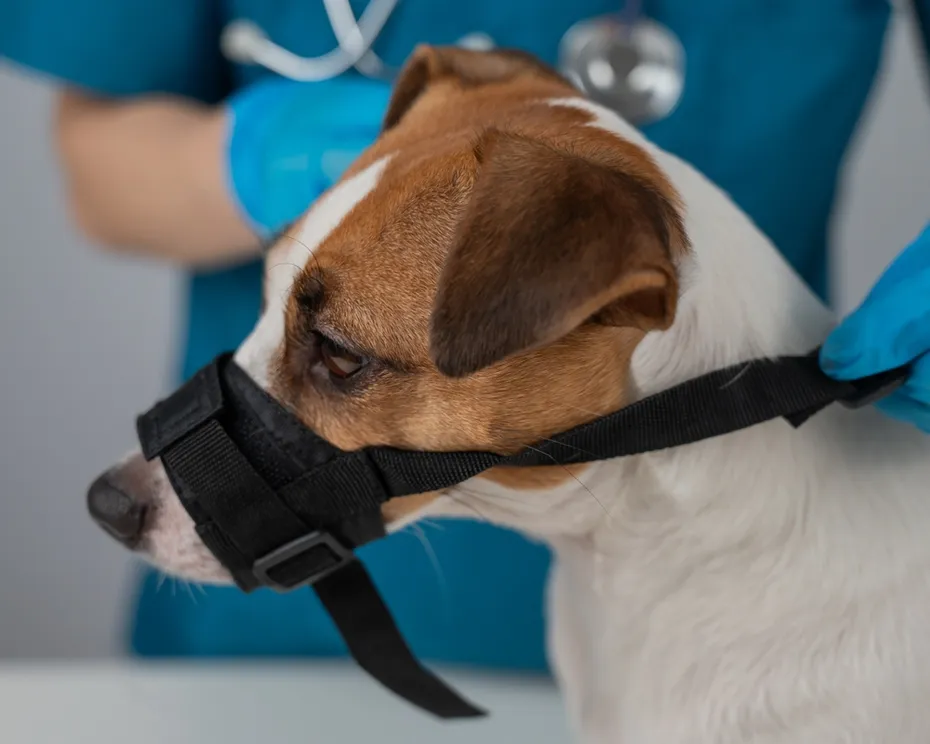 Vet placing cloth muzzle on a dog