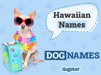 140 Hawaiian Dog Names for Relaxed Island Pups