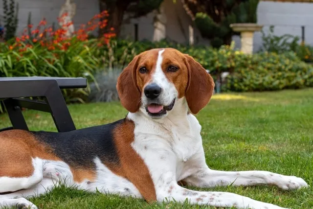 Kerry Beagle: Info, Pictures, Origin & History