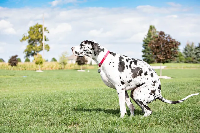 How to Potty Train a Great Dane (10 Tips & Tricks)
