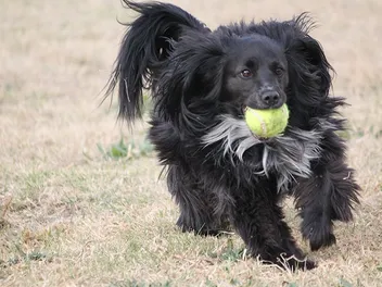 10 Great Off-Leash Dog Parks in Orlando, FL in 2026 (With Pictures)