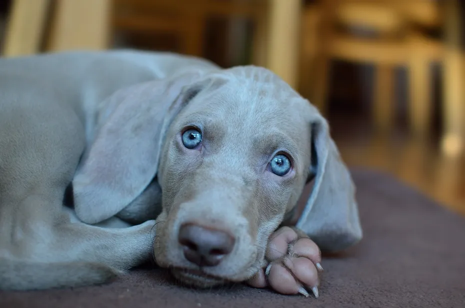 weimaraner dog with blue eyes