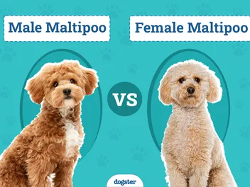 Male vs Female Maltipoo: Which One is Right for Me?