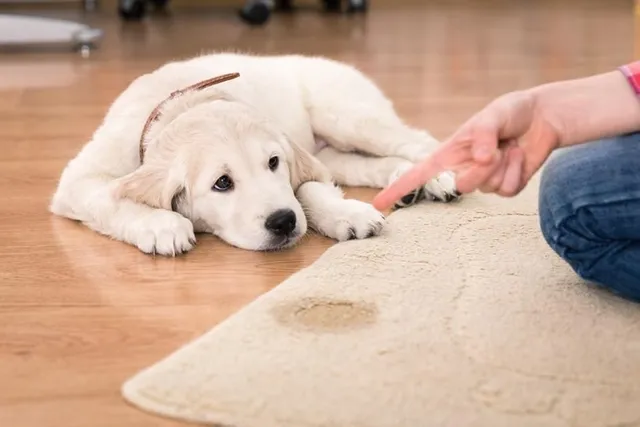 5 Common Urinary Issues In Dogs: Vet-Verified Facts & Identification Guide