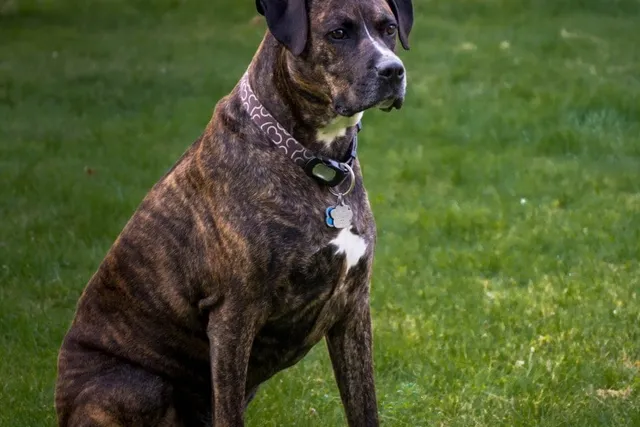 Boxador (Boxer Lab Mix) Dog Breed: Info, Pictures, Care Guide & More