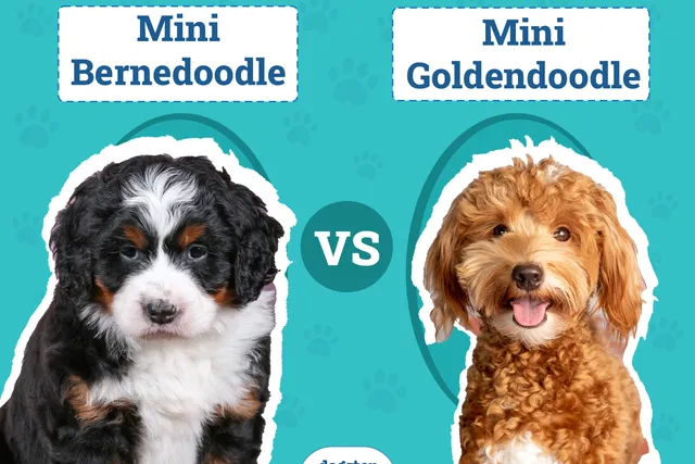 Mini Bernedoodle vs. Mini Goldendoodle: The Differences (With Pictures)