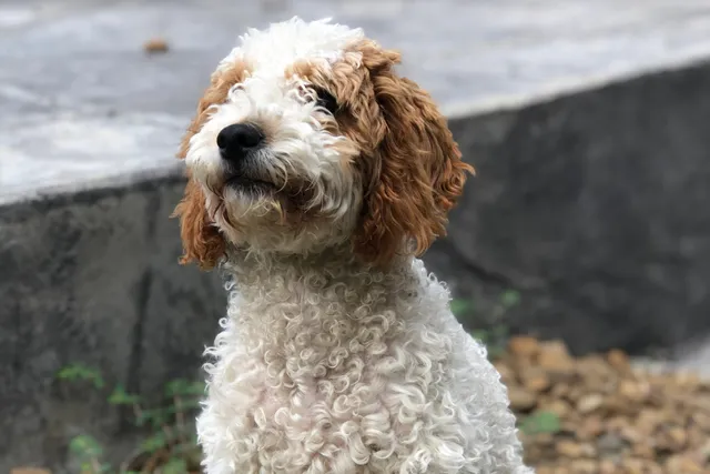 Parti Goldendoodle: Info, Pictures, History & Origin
