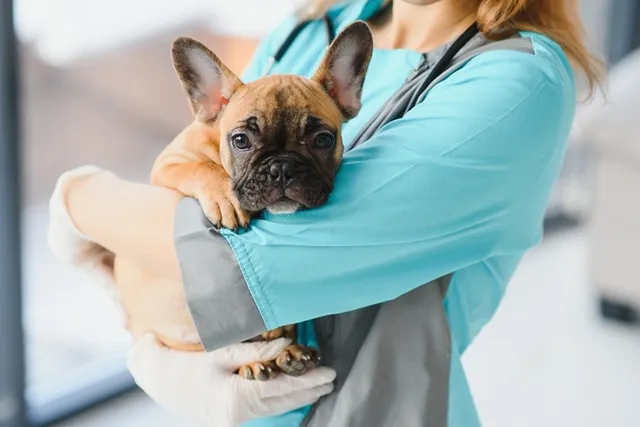 What Is the Average Cost of a Vet Visit for a Dog? (2026 Update)