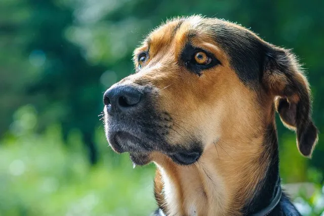 Golden Shepherd Dog Breed: Info, Pictures, Care & Traits