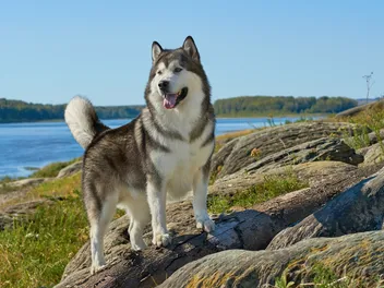 13 Vet-Verified Alaskan Malamute Facts That You'll Love to Learn