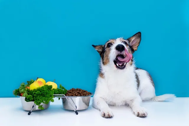 Can Dogs Be Vegan? Vet Approved Advice & Safety Tips