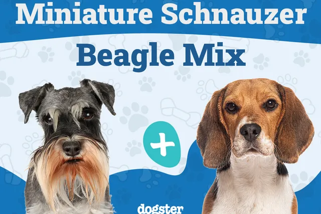 Schneagle (Beagle & Miniature Schnauzer Mix): Info, Pictures & Care