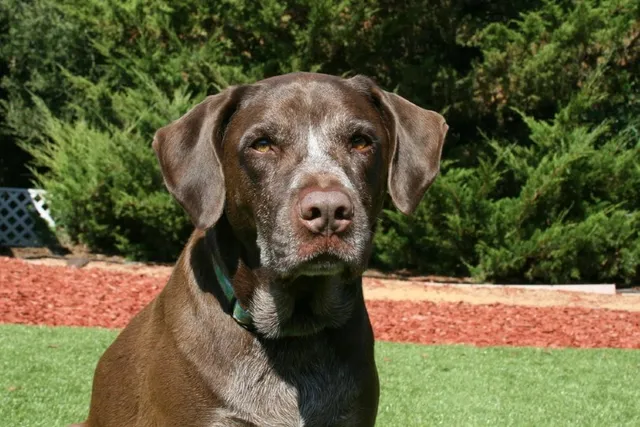 German Shorthaired Lab (German Pointer & Lab Mix): Info, Pictures, Care & More
