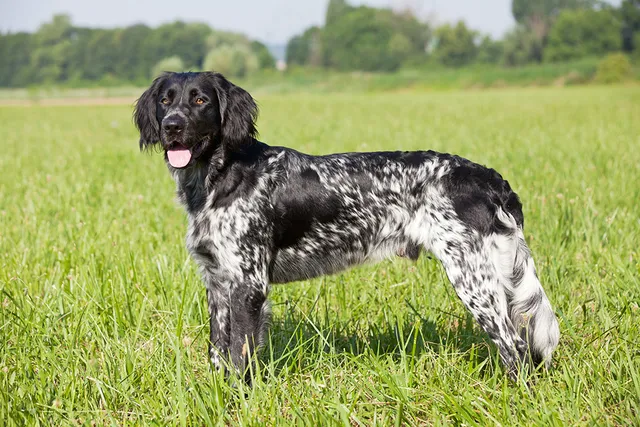 Large Munsterlander Dog Breed: Info, Pictures, Facts & Traits