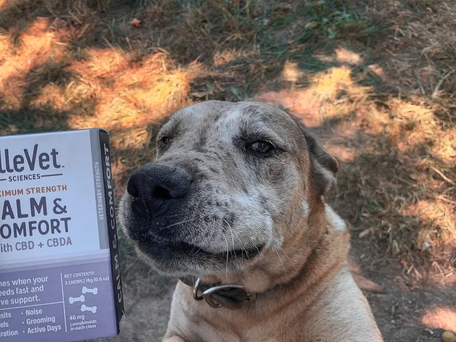 ElleVet Brown dog