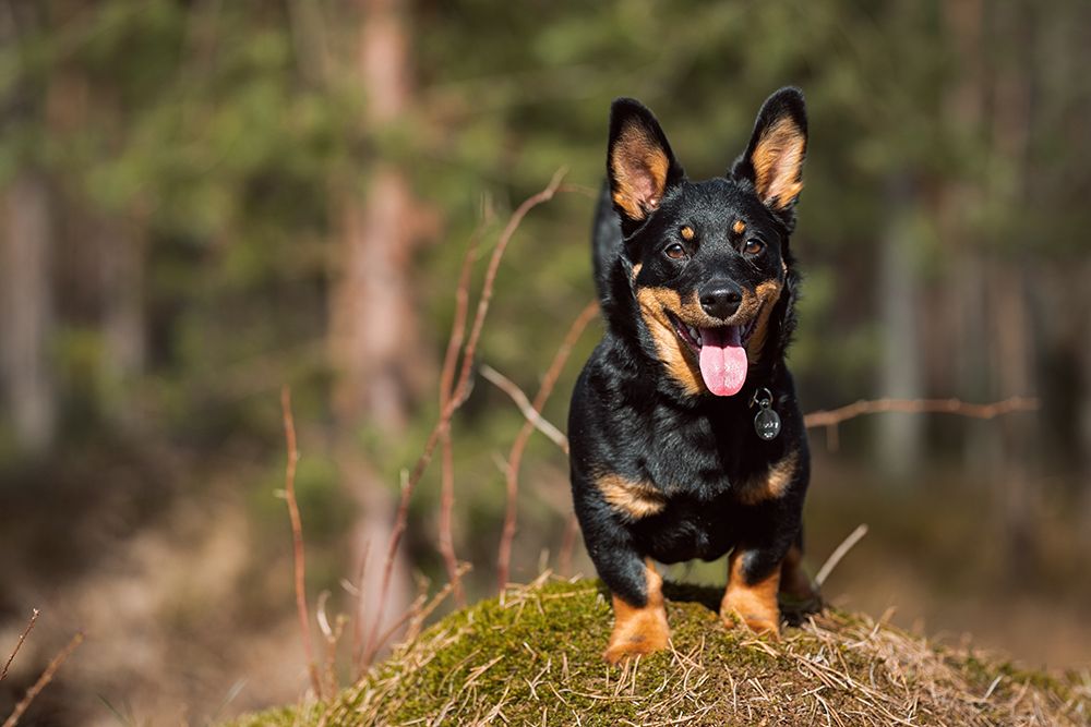 lancashire heeler dog