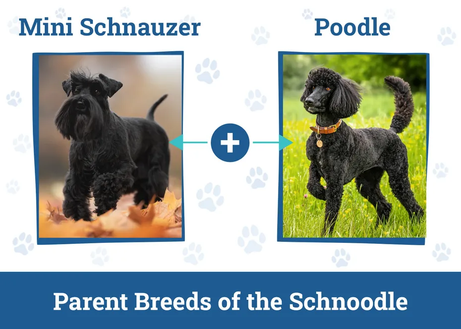 Parent Breeds of the Schnoodle