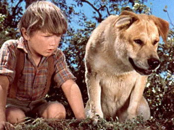 What Breed of Dog Was Old Yeller? Famous Movie Dogs