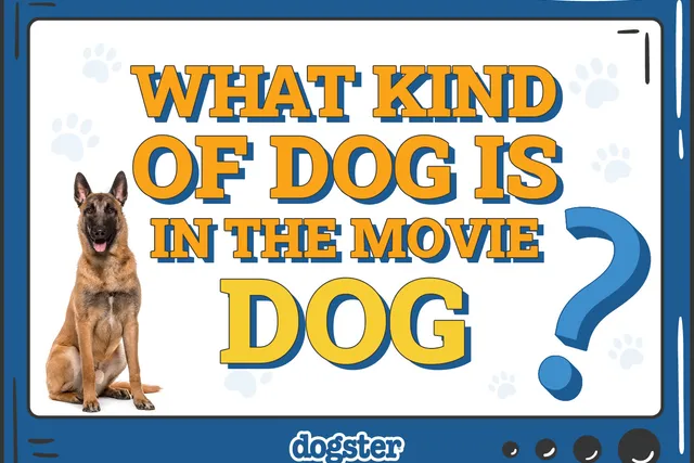 What Kind of Dog Is in the Movie Dog? Vet-Verified Facts