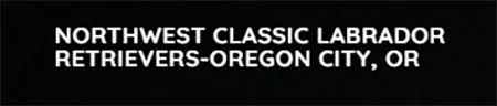 Northwest Classic Labrador Retrievers