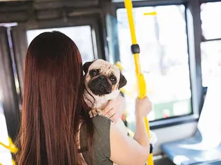 19 Best Dog Breeds for City Living: Info, Pictures & Origin