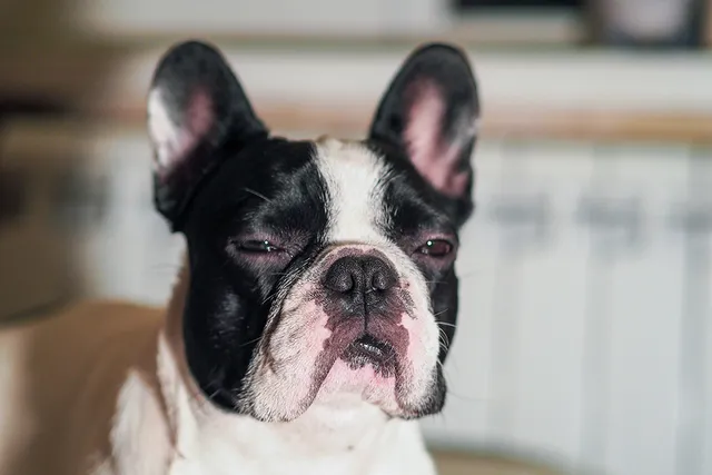 French Bulldog Is Reverse Sneezing, What to Do? Vet Approved Advice