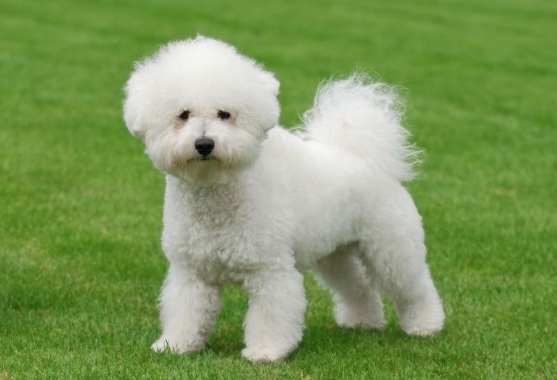 Bichon Frise dog standing on grass