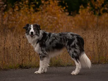 Blue Merle Border Collie: Info, Pictures, Origin & History