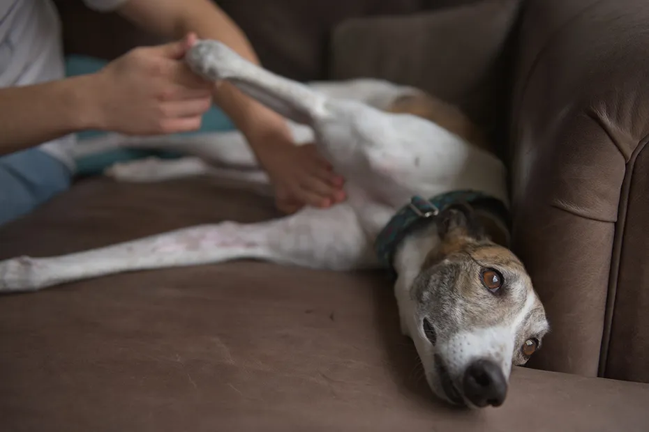owner gives dog a belly rub