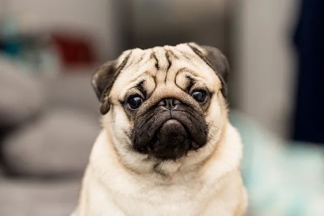 15 Vet-Reviewed Pug Pros & Cons: Facts for First-Time Dog Owners