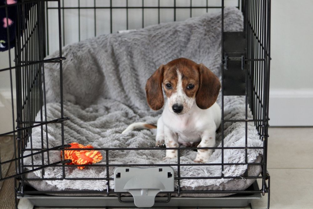 dog puppy crate